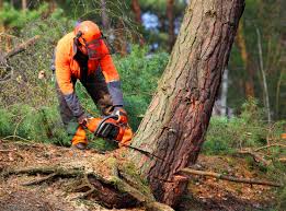 Trusted Beesleys Point, NJ Tree Removal Experts